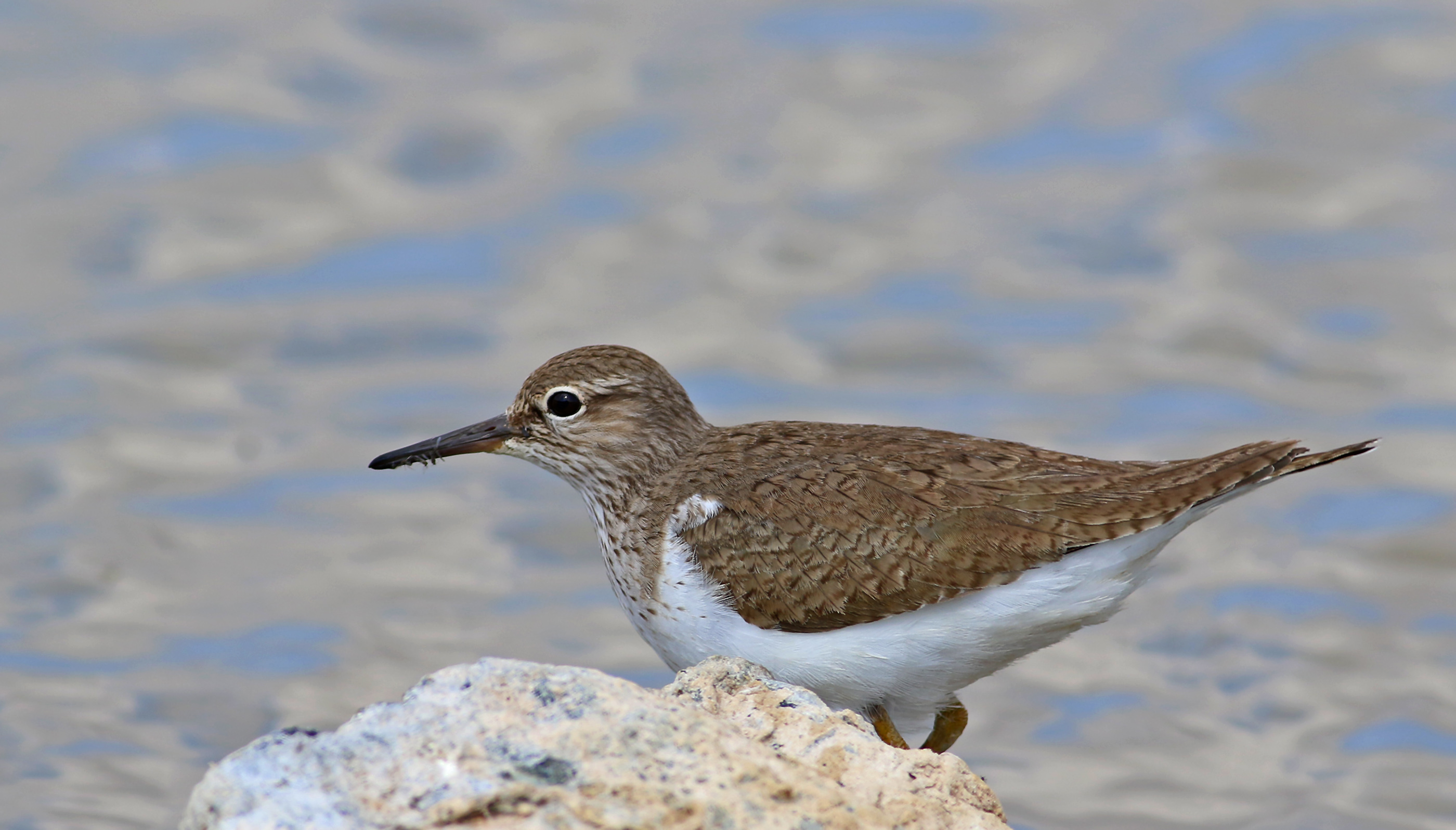 Common Sandpiper